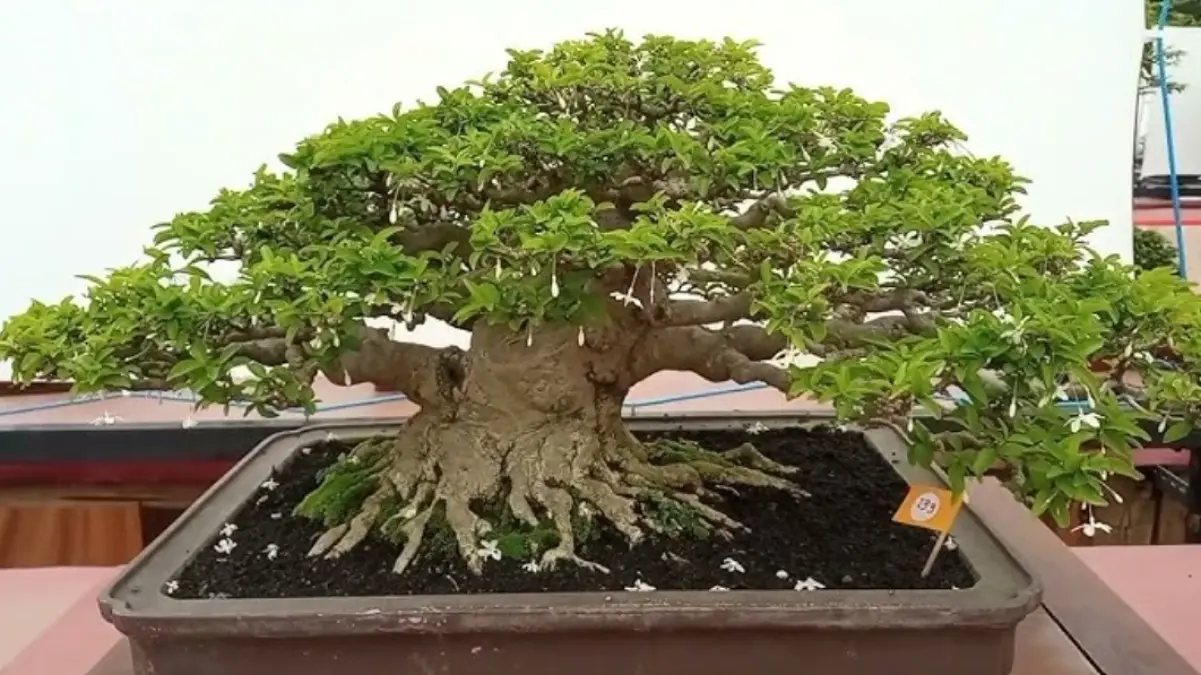 Cara Merawat Bonsai Anting Putri Agar Tetap Sehat dan Indah