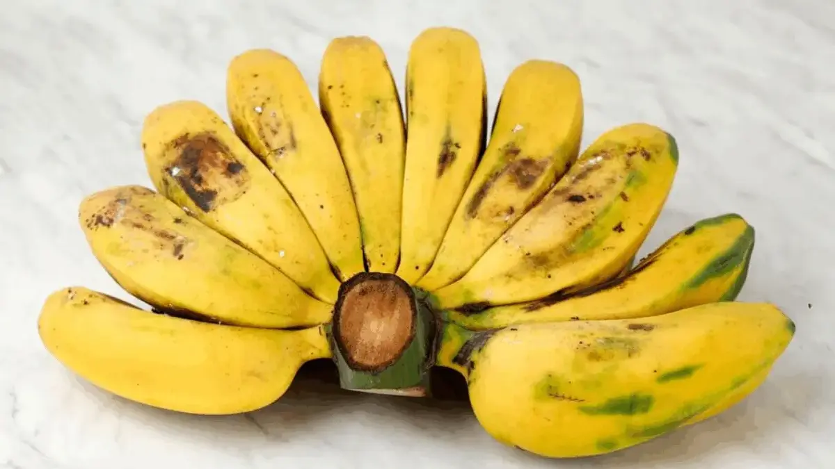 Jenis Pisang yang Enak Direbus