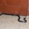 Awas Musim Hujan! Ini Jenis Ular Hitam yang Sering Masuk Rumah
