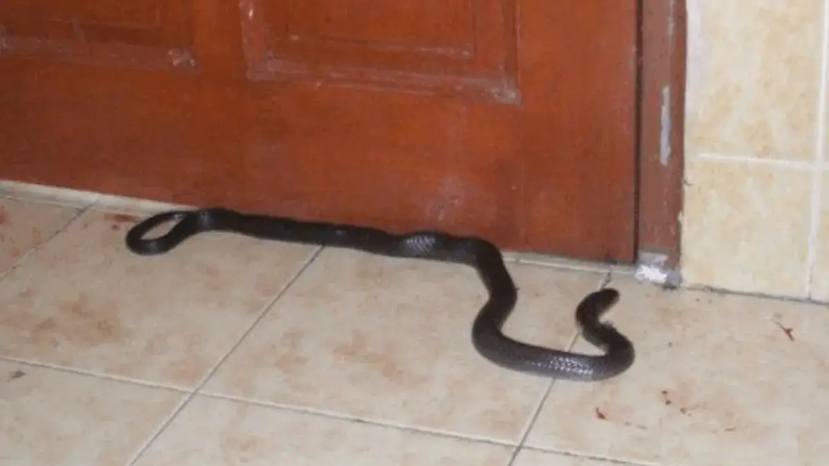 Awas Musim Hujan! Ini Jenis Ular Hitam yang Sering Masuk Rumah