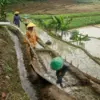 lumbung padi nasional