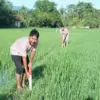 Pasang Patok Batas Tanah Melalui GEMAPATAS