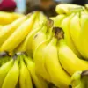Rekomendasi 7 Jenis Pisang untuk Dikukus, Aroma Harum dan Rasanya yang Legit (Ilustrasi pisang. Foto: AFP Phot