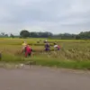 petani Desa Margahayu Pagaden