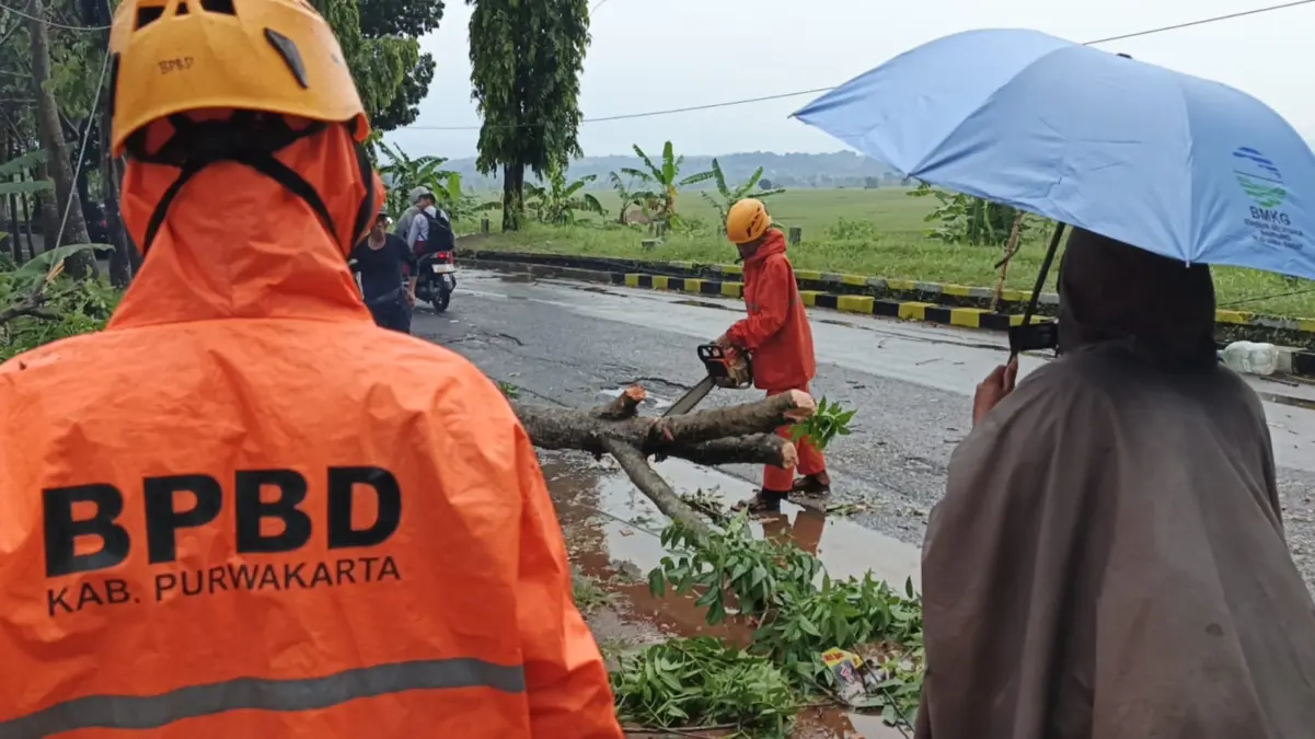 Pohon Besar Tumbang Akibat Angin Kencang, Sempat Tutup Akses Jalan Citalang - Warung Kadu Petugas BPBD Purwakarta