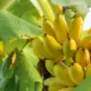 7 Jenis Pisang yang Enak Dimakan, Manis dan Bergizi. Sumber Gambar: Kompas.com