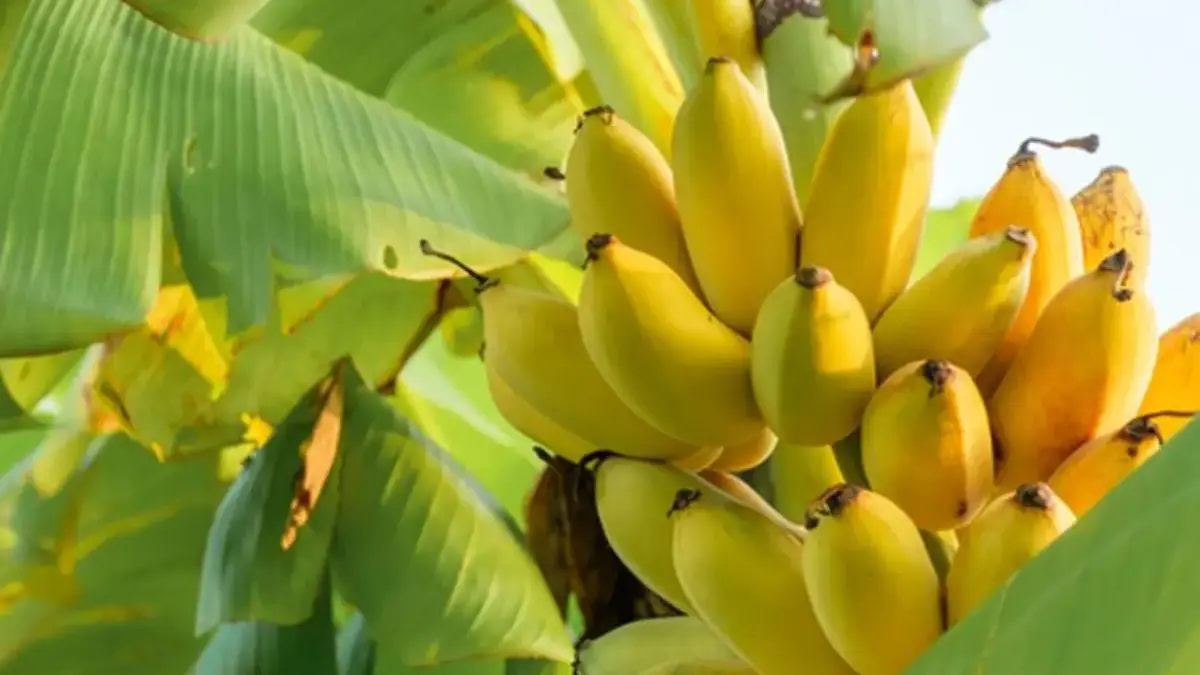 7 Jenis Pisang yang Enak Dimakan, Manis dan Bergizi. Sumber Gambar: Kompas.com
