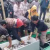 Ikan Mabuk di Waduk Jatiluhur Dijual Murah, Langsung Diserbu Warga, \'\'Enggak Busuk-busuk Amat,\'\'.