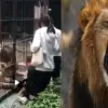 Detik-detik Mencekam! Gadis Kecil Nyaris Diseret Singa di Kebun Binatang Shantou, Nyaris Tak Selamat.