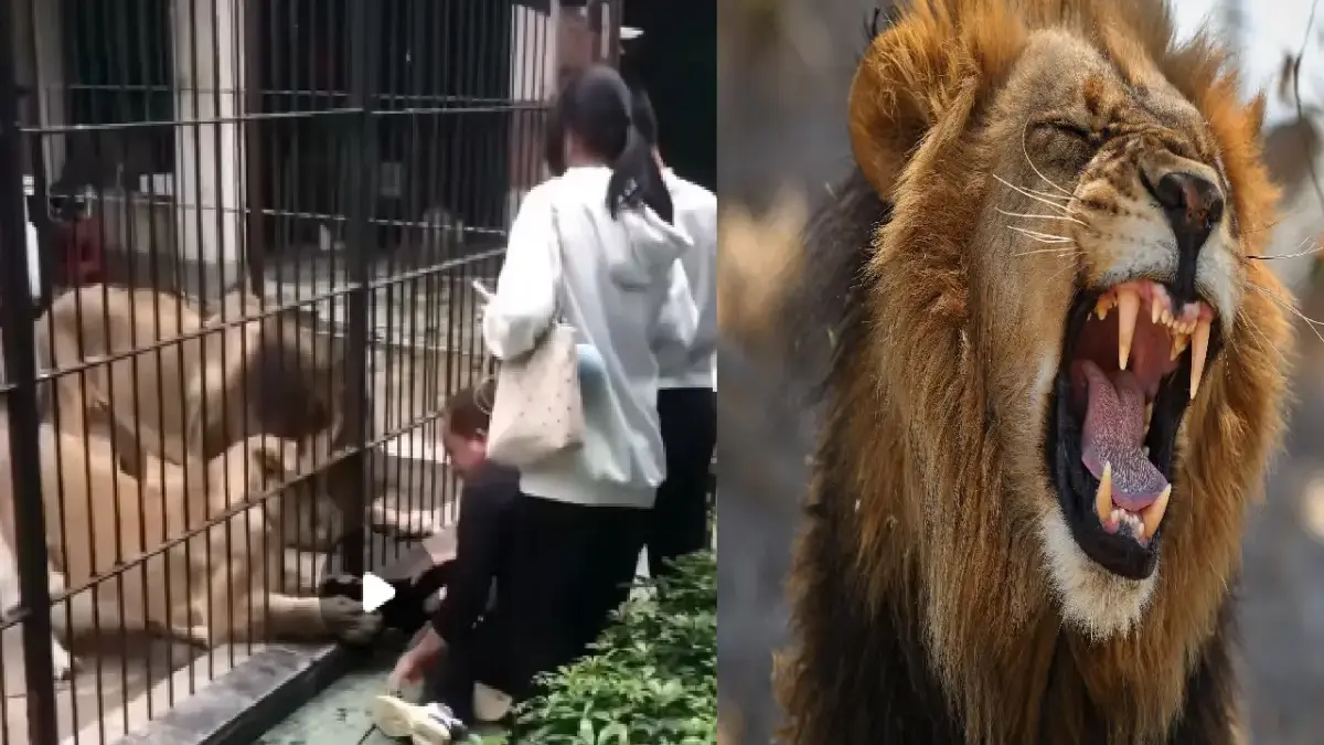 Detik-detik Mencekam! Gadis Kecil Nyaris Diseret Singa di Kebun Binatang Shantou, Nyaris Tak Selamat Detik-detik Mencekam! Gadis Kecil Nyaris Diseret Singa di Kebun Binatang Shantou, Nyaris Tak Selamat.