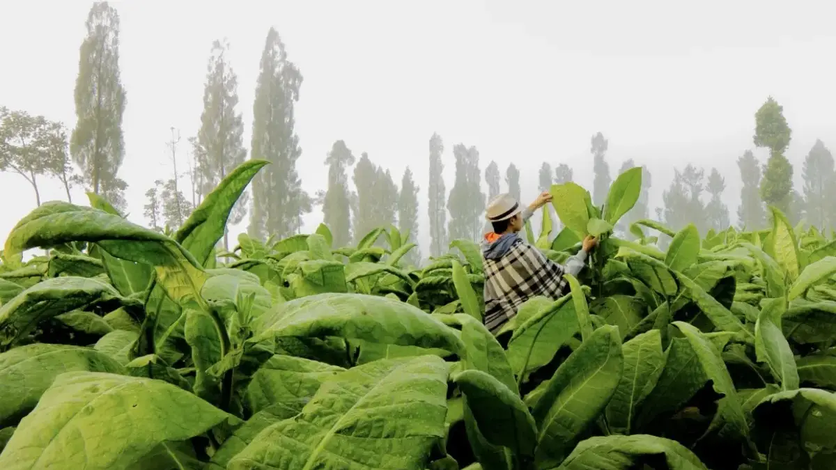 APTI Nilai Regulasi Pembatasan Kadar Tar dan Nikotin Bisa Matikan Petani Tembakau Indonesia