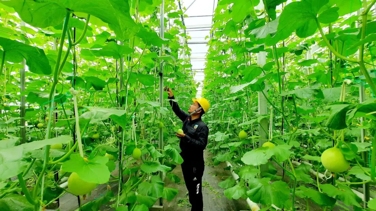 Bukan Energi Listrik Saja, Begini Cara Pertamina Dorong Pemanfaatan Panas Bumi untuk Perekonomian Rakyat.
