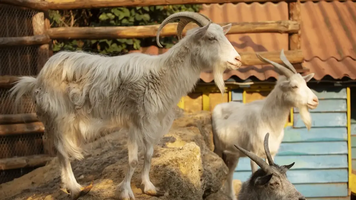 Estimasi Harga Kambing Kurban 2026 Kualitas Premium, Yuk Siapin Budget Segini
