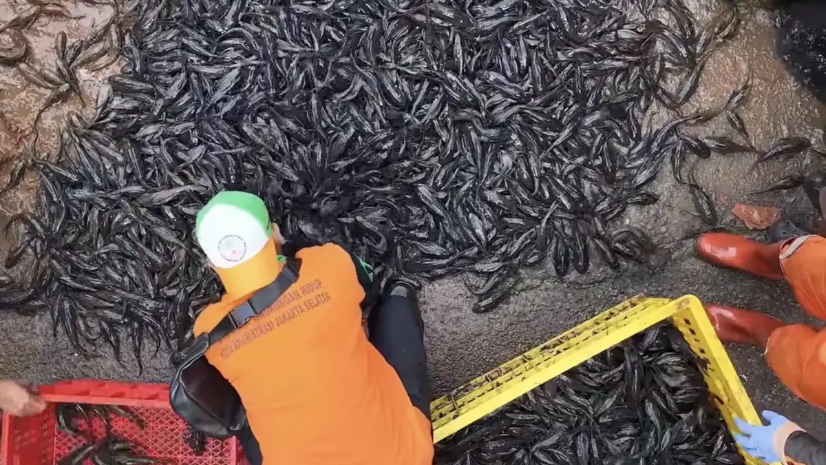 MUI Kritik Penguburan Ikan Sapu-sapu Hidup-hidup Tak Sesuai Syariat Islam, Begini Respon Pramono.