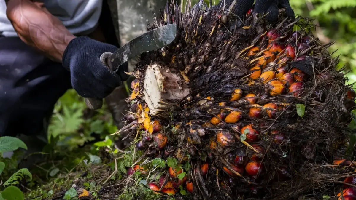 Menjawab Tantangan Traceability di Industri Sawit Nasional, Penting Untuk Tata Kelola Berkelanjutan.