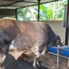 Kenalan dengan Panjul, Sapi Kurban Prabowo yang Dibeli dari Peternak Asal Ciputat.