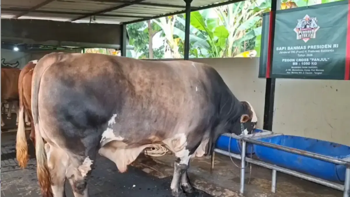 Kenalan dengan Panjul, Sapi Kurban Prabowo yang Dibeli dari Peternak Asal Ciputat Kenalan dengan Panjul, Sapi Kurban Prabowo yang Dibeli dari Peternak Asal Ciputat.
