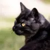 Kucing Hitam Pembawa Sial? Ini Sejarah, Mitos, dan Fakta Ilmiah yang Jarang Diketahui.