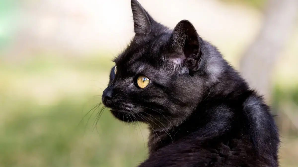 Kucing Hitam Pembawa Sial? Ini Sejarah, Mitos, dan Fakta Ilmiah yang Jarang Diketahui Kucing Hitam Pembawa Sial? Ini Sejarah, Mitos, dan Fakta Ilmiah yang Jarang Diketahui.